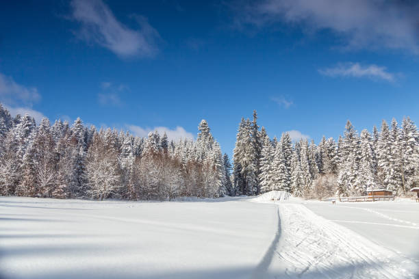 istock Country road on a winter day under blue sky, pine cedar forest, with copy space 1294244109