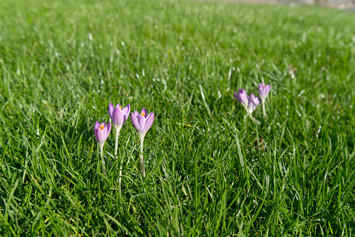 Purple crocus flowers awakening and blooming in grass, closeup