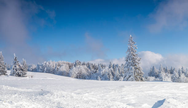 istock Winter misty cedar forest, pine tree, nature landscape, mountain covered by snow 1294244112