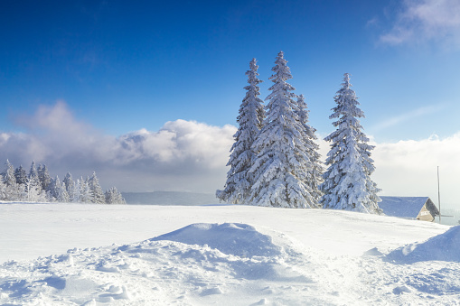 Snow-covered pine trees on snowy ground, winter nature landscape