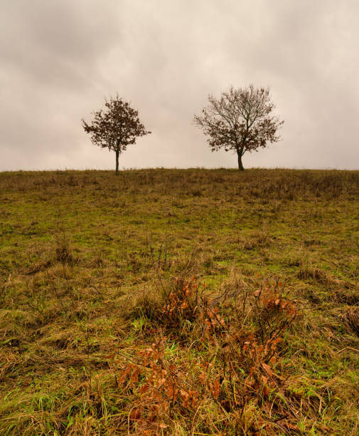 istock Trees at a moor. Open landscape with a dramatic sky in the background. Picture from Revingehed, Scania, Sweden 1294244205