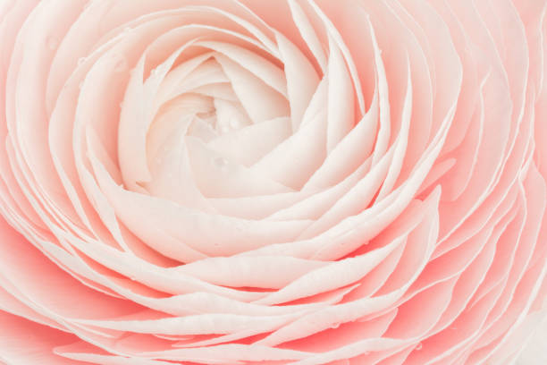 Pink colored feminine peony, rose or buttercup flower with delicate layered petals close up with dew drops. Natural textured background