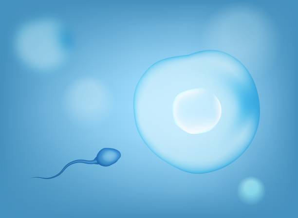 ilustrações de stock, clip art, desenhos animados e ícones de blue sperm cell vector illustration. 3d fertilisation. - egg cell