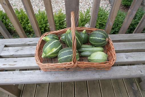 Courgette or Zucchini is a Summer Squash.