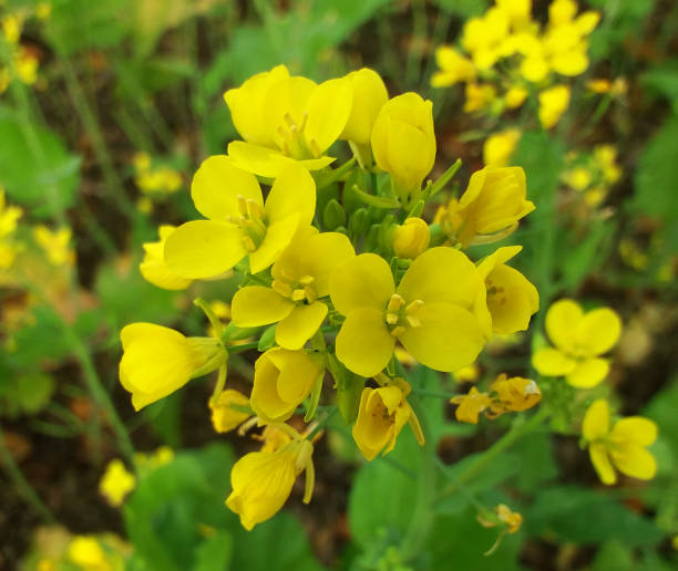 istock Beautiful yellow color mustard flowers 1294246057