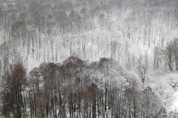 A perspective looking up in a winter forest