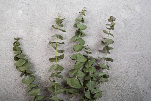 istock Flowers holiday composition. Eucalyptus flowers on branch on gray concrete background. Flat lay, top view, copy space, mockup 1294246478