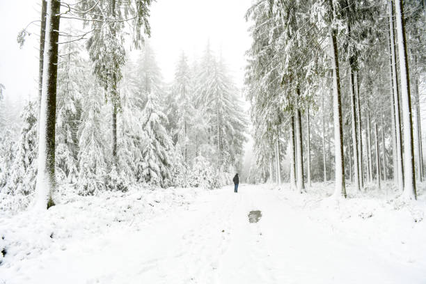 istock Beautiful landscape winter snow forest with small street through forest with pine trees both side cover with snow. Forest nature in europe winter season. 1294246774