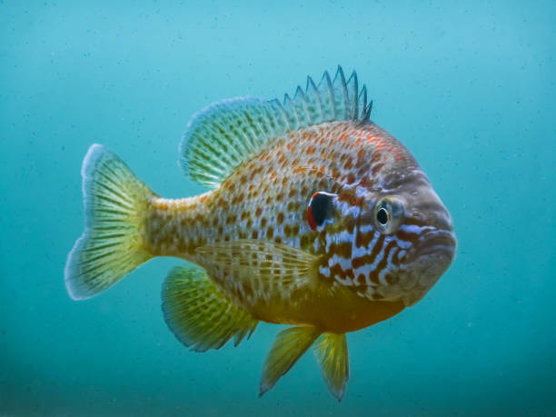 istock pumpkinseed fish view from the side in a light blue water 1294246856