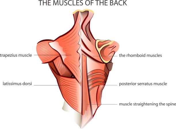 muscules of the back illustration of the muscules of the back. Anatomy. deltoid stock illustrations