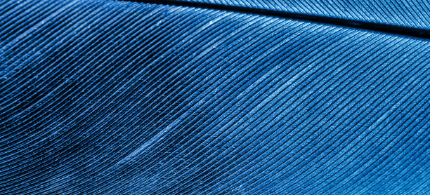 istock dove feather in blue color. background or texture 1294248641