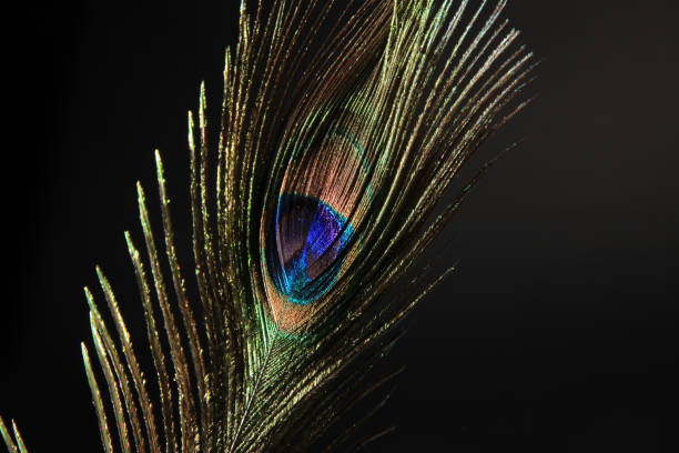 istock Peacock feather isolated on a black background 1294248650