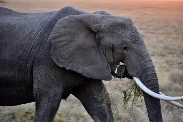 istock African Elephant with Leaves in Mouth, Medium Close-up 1294249742