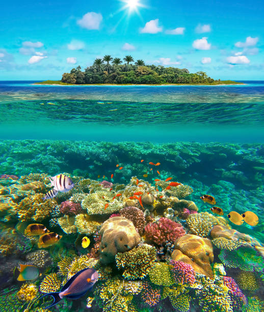 istock tropical beach with beautiful underwater world 1294251346