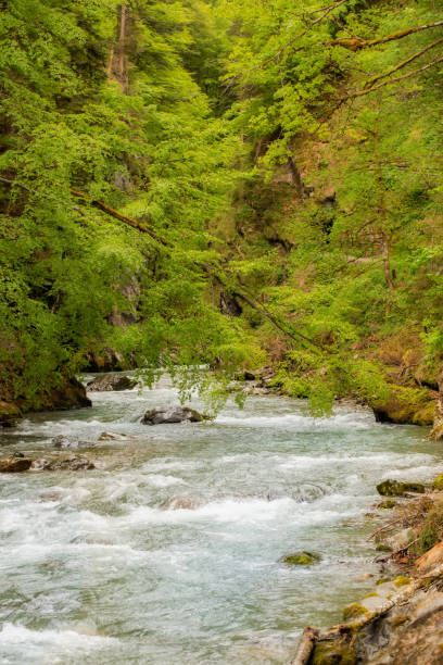 istock A wild river in the midst of impressive nature 1294251402