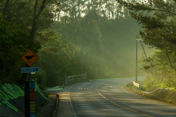 Yambaru National Park in Okinawa Prefecture. The sun shines through the morning mist.