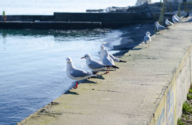 istock Sea birds. Seagulls are sitting on the pier. 1294252332
