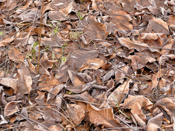 hoarfrost on fallen leaves in winter