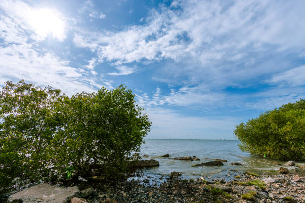 istock The vast and beautiful seaside trees under the blue sky 1294253481