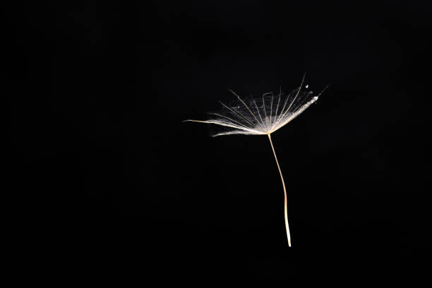 Dandelion, extreme close-up, black background.
