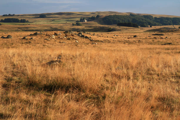 istock Aubrac cows on the Route des Lacs (Lozère, France) 1294255448