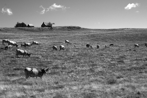 On a beautiful afternoon in August, a panoramic view of pastures, two burons and cows in Aubrac (Lozère, France)