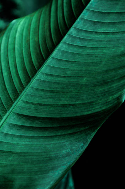 istock tropical banana leaf texture in garden 1294255673