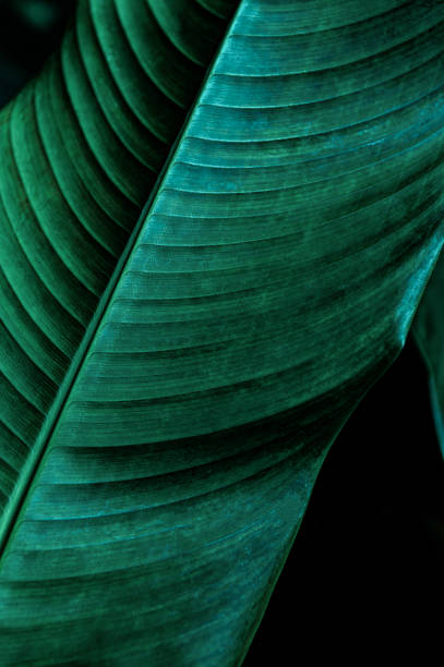 istock tropical banana leaf texture in garden 1294255674