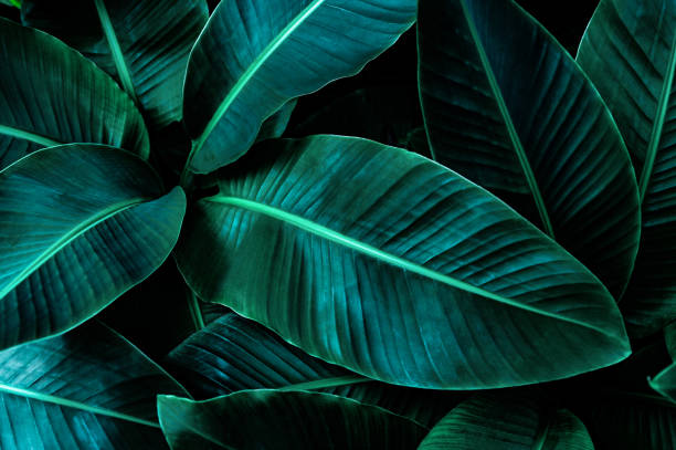 istock tropical banana leaf texture in garden 1294255703