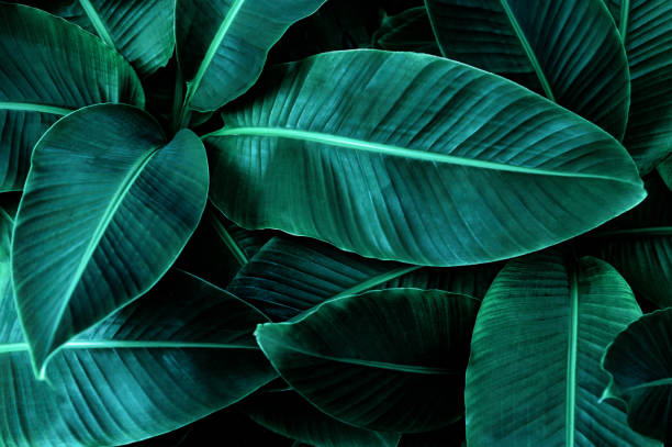 istock tropical banana leaf texture in garden 1294255704