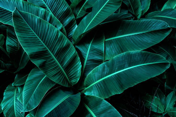 istock tropical banana leaf texture in garden 1294255711