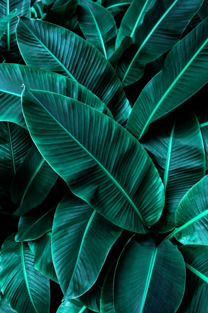 istock tropical banana leaf texture in garden 1294255713