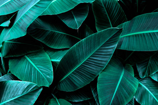 istock tropical banana leaf texture in garden 1294255716