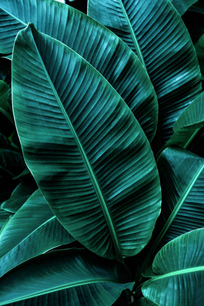 istock tropical banana leaf texture in garden 1294255718