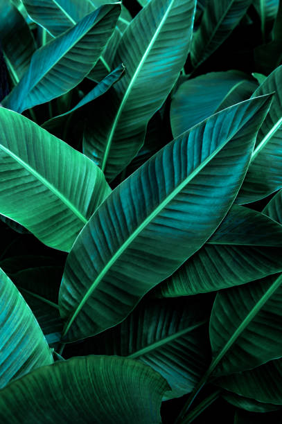 tropical banana leaf texture in garden