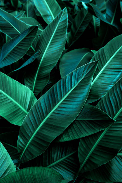 istock tropical banana leaf texture in garden 1294255726