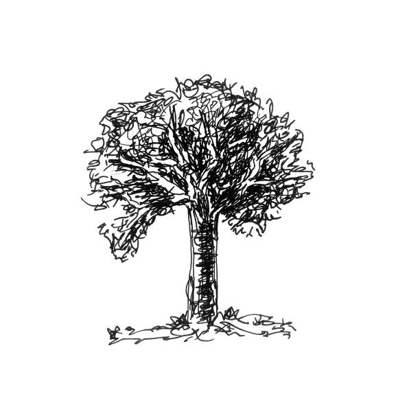 Hand drawn old tree isolated on white background.Sketch illustration.