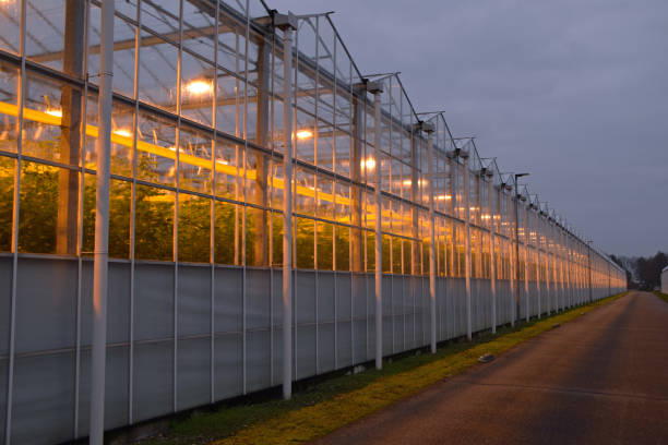 illuminated greenhouses in the Westland, the Netherlands stock photo