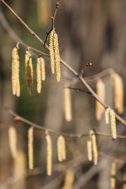 istock Catkins of hazel tree Corylus avellana spreading pollen, soft focus 1294258757