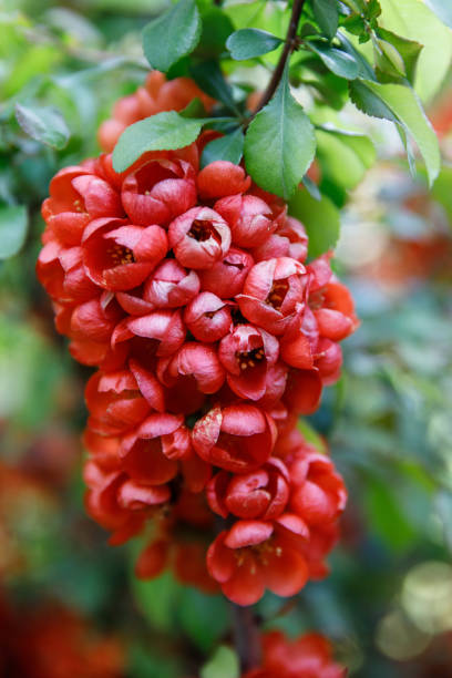 Blooming Japanese quince/Chaenomeles japonica close up Branch covered with a lot of colorful saturated red small flowers, soft focus, beautiful bokeh. Flowering Japanese quince/Chaenomeles japonica close up. Spring season. Abundant bloom. spring bud selective focus outdoors stock pictures, royalty-free photos & images