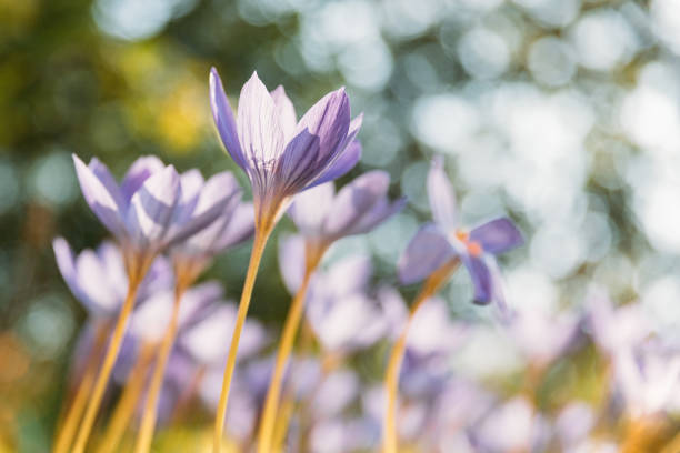 Gardening, planting concept. Ð¡lose up of Colchicum/Crocus - spring blue purple flower on the field, reaching for the sun, selective soft focus, bottom view, blurred bokeh on background.