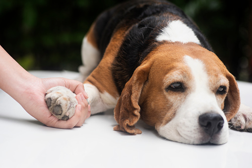 Young woman's hand was holding the arm of the beagle dog with love and care