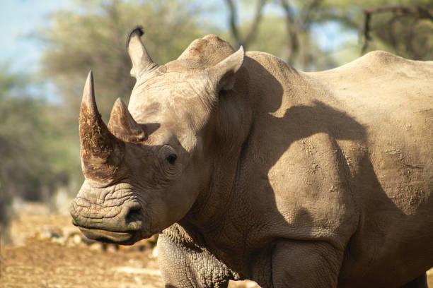 portret męskiego byka białego rhino pasącego się w parku narodowym etosha w namibii. dzikie zwierzęta afrykańskie. - nosorożec biały zdjęcia i obrazy z banku zdjęć