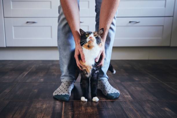 istock Man stroking his mottled cat at home 1294261394