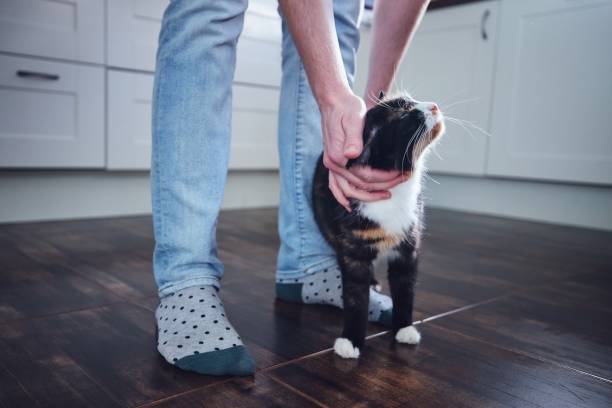 istock Man stroking his mottled cat at home 1294261406