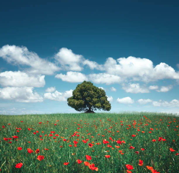 poppy field with lone tree - summer solitary tree environment spring imagens e fotografias de stock