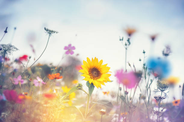 summer meadow - sunflower field scenics landscape stock-fotos und bilder