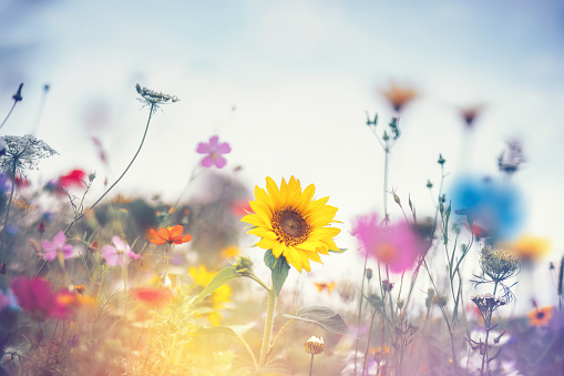 Summer meadow with sunflower and other colorful flowers.