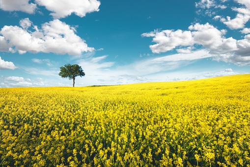 Agricultural landscape of rapeseed field. Blooming yellow rapeseed against a clear blue sky. Industrial production of rapeseed.