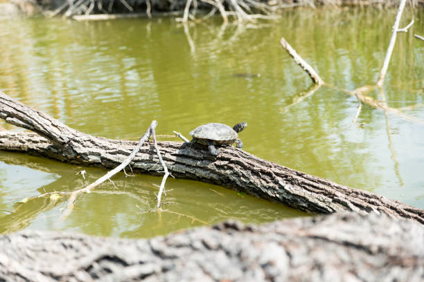 istock Turtles stretched out in the sun 1294264115